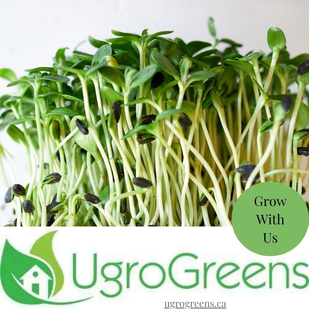 The true story of Arugula Microgreens  (may be interspersed with some not so true facts as well).