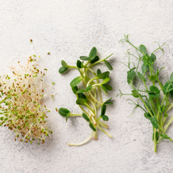 Why Fresh cut Microgreens are Better than Packaged Microgreens at the Store